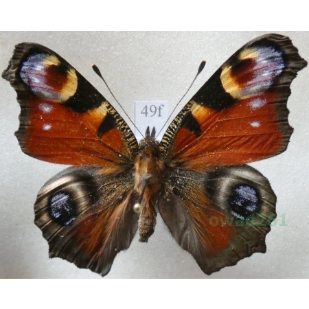 Aglais io (Linnaeus, 1758) Rusałka pawik Czech49f